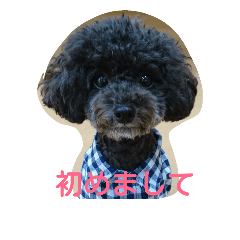 [LINEスタンプ] トイプーあじちゃん