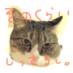 [LINEスタンプ] takurami no nyaa