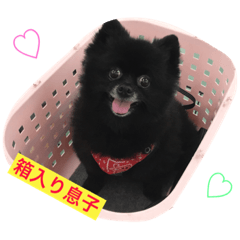 [LINEスタンプ] 黒ポメchouchou ①