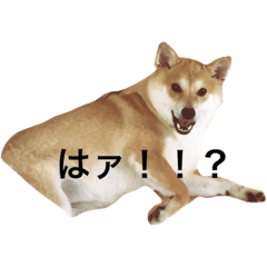 [LINEスタンプ] 柴犬こりん