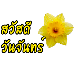 [LINEスタンプ] color of the day greeting (thai)
