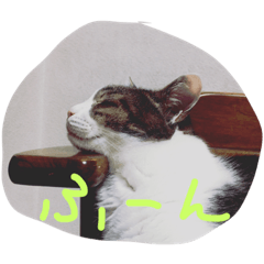[LINEスタンプ] 毎日トム！