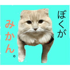 [LINEスタンプ] ぼくは、みかんと申します。
