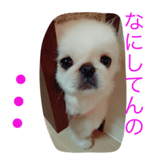 [LINEスタンプ] ペキニーズ くむちゃん 関西弁ver.