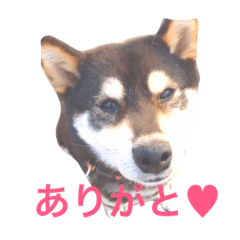 [LINEスタンプ] -KUROSIBA-
