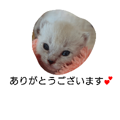 [LINEスタンプ] momen's diary