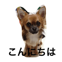 [LINEスタンプ] 私の犬達の毎日
