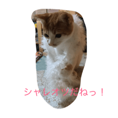 [LINEスタンプ] 可愛い仔猫♡びすけちゃん
