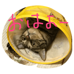 [LINEスタンプ] とら の日常