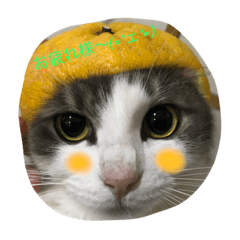 [LINEスタンプ] 猫あんこ☆