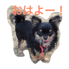 [LINEスタンプ] 仲良しチワワ