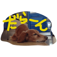 [LINEスタンプ] らんちゃんと