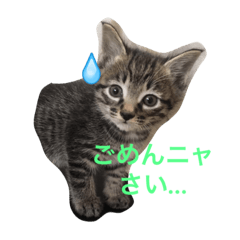 [LINEスタンプ] 猫田さん家の猫の画像（メイン）