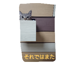 [LINEスタンプ] まめたろうさん①