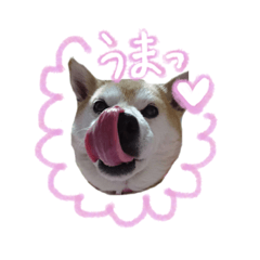 [LINEスタンプ] 柴犬まーびー