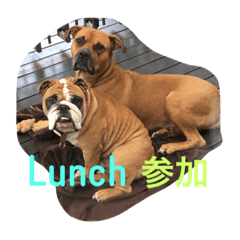 [LINEスタンプ] g.dog.yumi