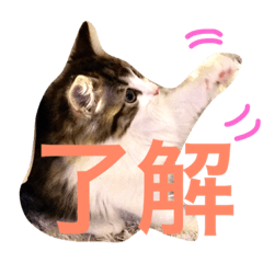 [LINEスタンプ] クレアの日常