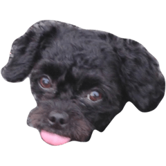 [LINEスタンプ] 変顔トイプーmix犬わさびはペキプー1