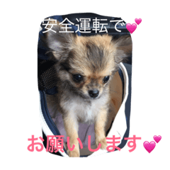 [LINEスタンプ] チワワのプリンちゃん