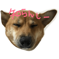 [LINEスタンプ] ポチ （三重の犬）