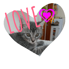 [LINEスタンプ] mirin meow