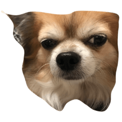 [LINEスタンプ] kuu/Chihuahua