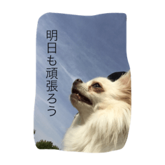 [LINEスタンプ] チワワんこちゃんです