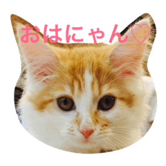 [LINEスタンプ] 私のノルウェージャン♡