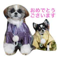 [LINEスタンプ] 仲良し兄弟  シーズー＆チワワ