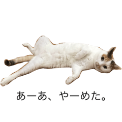 [LINEスタンプ] mimiko cat