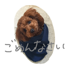 [LINEスタンプ] トイプーのルイ