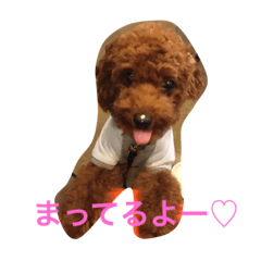 [LINEスタンプ] toypoodles-life