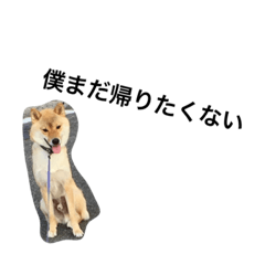 [LINEスタンプ] wankoshiba