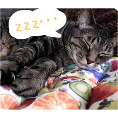 [LINEスタンプ] ふだんのらっく
