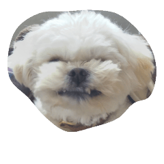 [LINEスタンプ] dog_dog_dog！