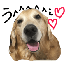[LINEスタンプ] 我が家のわんころ(デカイ方)