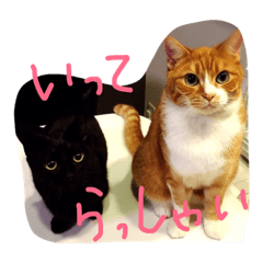 [LINEスタンプ] chachapoko