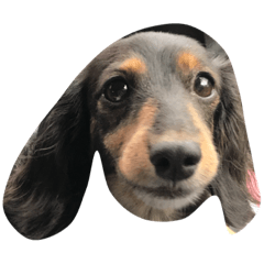 [LINEスタンプ] わんわんいぬ