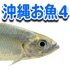 [LINEスタンプ] 沖縄お魚4の画像（メイン）