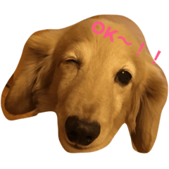 [LINEスタンプ] 関西弁のチョコくん