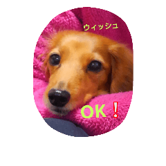 [LINEスタンプ] oasisbowieosanai