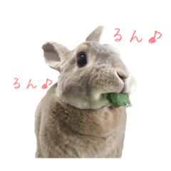 [LINEスタンプ] 木の実兄弟スタンプ