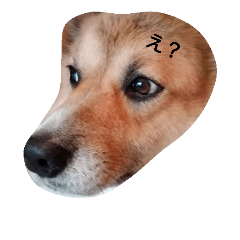 [LINEスタンプ] いぬを君