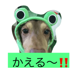 [LINEスタンプ] チョコたんラグたん！