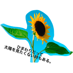 [LINEスタンプ] ヒマワリ名言集