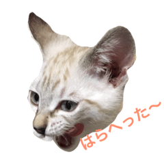 [LINEスタンプ] たまどら