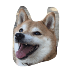 [LINEスタンプ] 柴犬 紋次郎