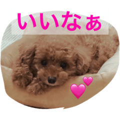 [LINEスタンプ] モモちゃん たぬき