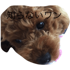[LINEスタンプ] 可愛いトイプードルの媛