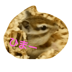 [LINEスタンプ] シマリスアルビン